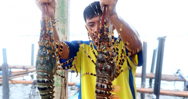 Tôm hùm tăng trở lại hơn 1 triệu đồng/kg