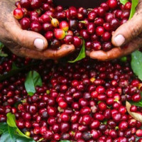 Giá cà phê hôm nay 3/6: Đã tăng trở lại