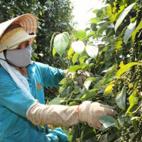 Giá tiêu hôm nay 3/6: Bất ngờ lao dốc, vì sao?