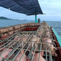 Giá heo hơi hôm nay 6/6: Cả 3 miền đều giảm vì heo sống ùn ùn nhập lậu vào Việt Nam