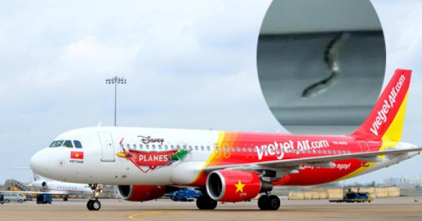 Phát hiện rắn trong khoang hành khách máy bay của Vietjet Air