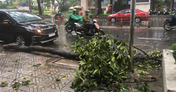 TP Hồ Chí Minh: Mưa giông khiến cây xanh ngã đổ, đè gãy tay người đi đường