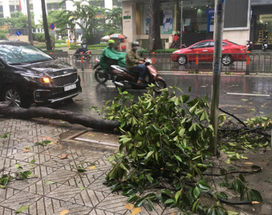 TP Hồ Chí Minh: Mưa giông khiến cây xanh ngã đổ, đè gãy tay người đi đường