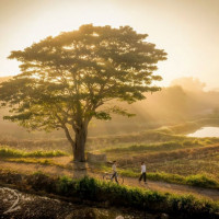 Làng Hà Cảng đẹp bình dị bên cây cô đơn "Mắt biếc"