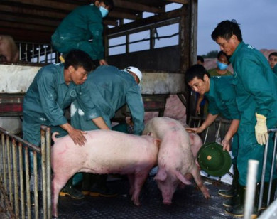 500 con lợn sống Thái Lan đầu tiên "nhập cảnh" vào Việt Nam