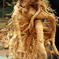 Mẹo phân biệt củ đinh lăng thật giả
