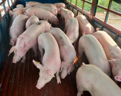 Lợn sống Thái Lan vừa "nhập cảnh", giá lợn hơi xuống thấp nhất 2 tháng