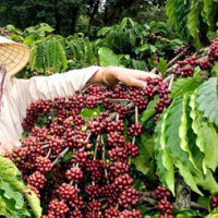 Giá cà phê hôm nay 22/6: Dao động trong khoảng 30.100 - 30.900 đồng/kg