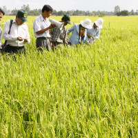 Năm 2020 Bình Điền đặt mục tiêu doanh thu hơn 6.228 tỷ đồng