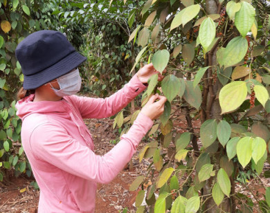 Giá tiêu hôm nay 25/6: Hỗ trợ 28 tỷ đồng cho người trồng tiêu