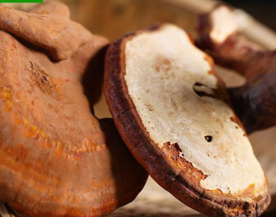 Mẹo phân biệt nấm linh chi thật và giả nhanh chóng