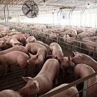 Giá heo hơi hôm nay 30/6: Tiếp tục tăng, có nơi đạt đỉnh 95.000 đồng/kg