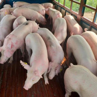 Giá heo hơi hôm nay 2/7: Heo Thái Lan dồn dập đổ về, giá heo trong nước vẫn tăng