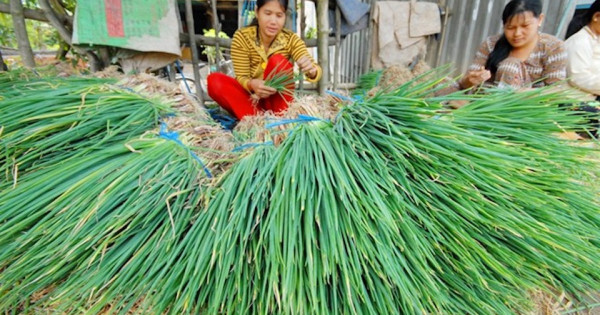 TP Hồ Chí Minh: Hành lá tăng giá gấp đôi 80.000 đồng/kg