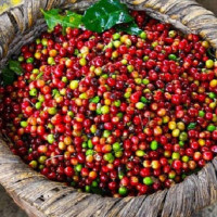 Giá cà phê hôm nay 9/7: Dao động trong khoảng 30.800 - 31.700 đồng/kg