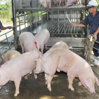 Giá heo hơi hôm nay 10/7: Bất ngờ tăng mạnh tại hai miền Trung - Nam