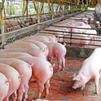 Giá heo hơi hôm nay 11/7: Tiếp tục tăng 1.000 - 3.000 đồng/kg