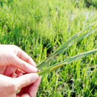 Cẩn trọng khi mua thuốc bảo vệ thực vật