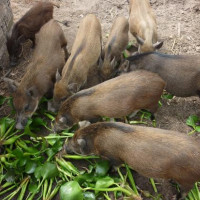 Thịt heo rừng tăng giá mạnh chạm mức 300.000 đồng/kg