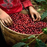 Giá cà phê hôm nay 25/7: Giảm nhẹ, cao nhất đạt 32.900 đồng/kg