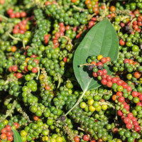 Giá tiêu hôm nay 4/8: Dự báo giá tiêu có thể đạt 70.000 đồng/kg