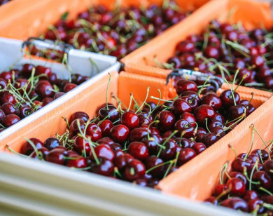 TP Hồ Chí Minh: Cherry Mỹ giảm giá mạnh còn 299.000 đồng/kg