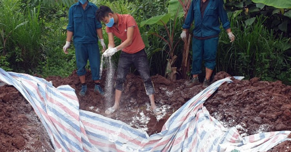 Giá heo hơi hôm nay 14/8: Dịch tả heo châu Phi bùng phát, giá heo sẽ tăng trở lại?