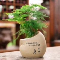 4 loại cây trồng trong nhà vừa thanh lọc không khí, lại tiết kiệm tiền điện