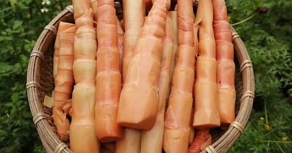 Măng le đỏ 200.000 đồng/kg vẫn hút khách