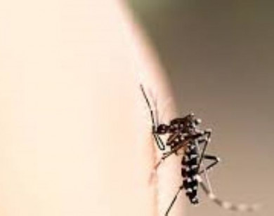 Mẹo trị vết muỗi đốt nhanh, hiệu quả cho trẻ