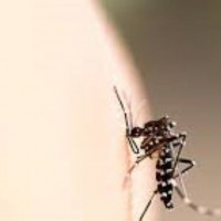 Mẹo trị vết muỗi đốt nhanh, hiệu quả cho trẻ
