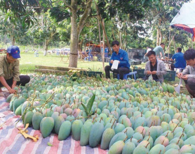 Trái cây Việt Nam hết "tắc đường" sang Mỹ