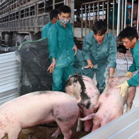 Thịt ngoại ồ ạt vào việt nam, giá heo trong nước giảm gần 20.000 đồng/kg