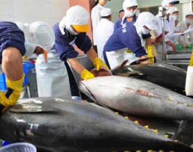 7 tháng đầu năm, xuất khẩu cá ngừ có tín hiệu khả quan
