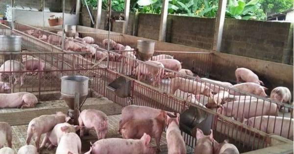 Đến cuối năm 2020, giá lợn hơi kỳ vọng giảm xuống 70.000 đồng/kg 