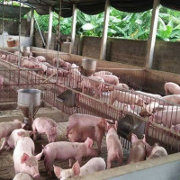 Đến cuối năm 2020, giá lợn hơi kỳ vọng giảm xuống 70.000 đồng/kg 