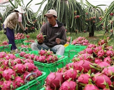 8 tháng đầu năm, xuất khẩu rau quả sang Trung Quốc giảm mạnh