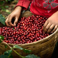 Giá cà phê hôm nay 5/9: Tăng nhẹ, cao nhất đạt mốc 34.000 đồng/kg