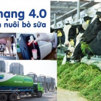 Hệ thống trang trại Vinamilk tăng trưởng về quy mô lẫn hiệu quả hoạt động
