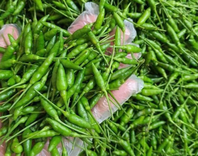 Đặc sản ớt gió Hà Giang gần 1 triệu đồng/kg