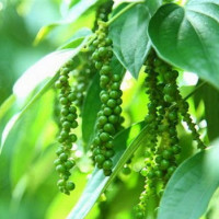 Giá tiêu hôm nay 12/9: Đi ngang, cao nhất đạt 50.000 đồng/kg