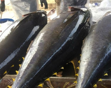 Hiệp định EVFTA có hiệu lực, xuất khẩu cá ngừ sang EU tăng trở lại