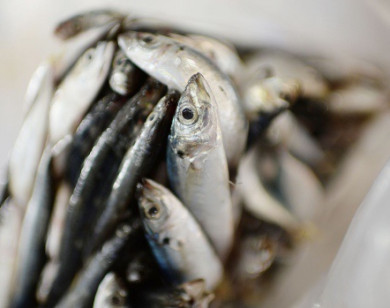 Trung Quốc phát hiện virus gây Covid-19 trên bao bì cá nhập khẩu từ Indonesia
