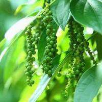 Giá tiêu hôm nay 21/9: Tăng nhẹ phiên đầu tuần