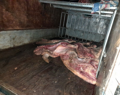 Tiêu hủy gần 1 tấn lợn mắc dịch tả lợn châu Phi chuẩn bị bán ra thị trường
