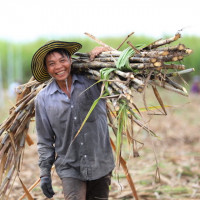 Điều tra chống bán phá giá và chống trợ cấp đường mía nhập từ Thái Lan
