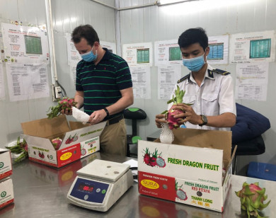 Trái cây tươi Việt Nam chuẩn bị tiếp tục xuất khẩu sang Mỹ sau dịch Covid-19