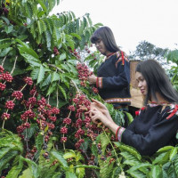 Giá cà phê hôm nay 3/10: Quay đầu tăng 200 đồng/kg