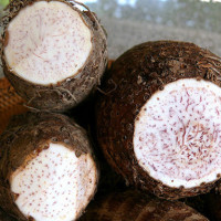 4 điều phải nhớ để chọn được khoai môn bở tung