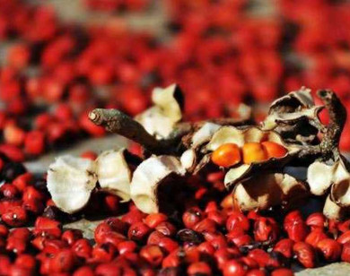 Hạt dổi rừng 3 triệu đồng/kg được người Sài Gòn lùng mua